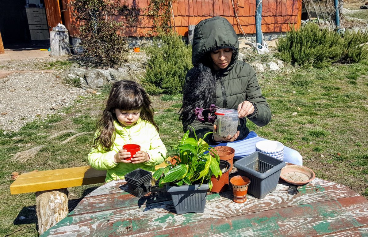 Sadimo biljke